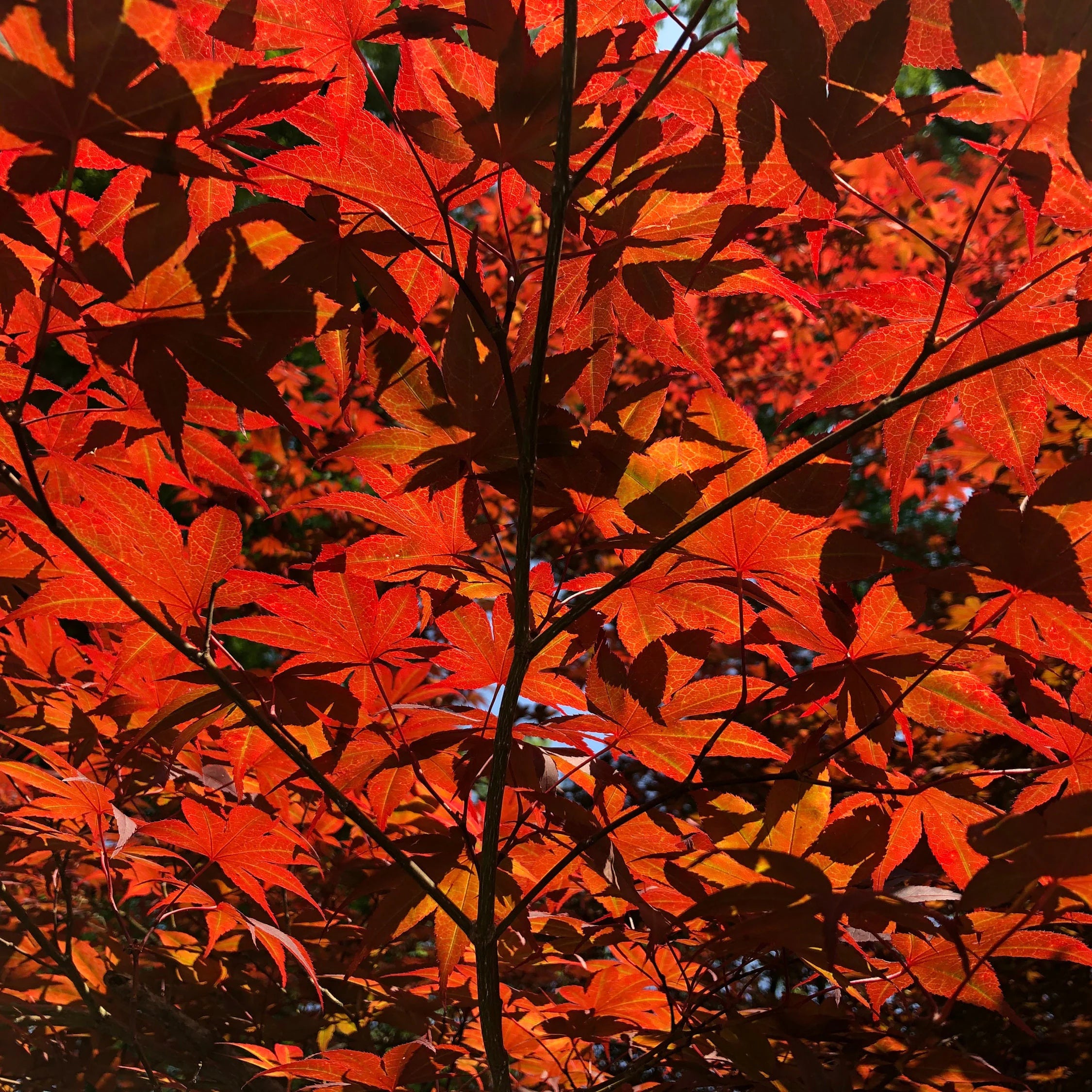 Japanese Maple Tree (Acer Palmatum) Seeds(2 Seeds)