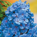 400+ Light Blue Phlox / Fragrant / Re-Seeding Annual/ Flower Seeds.(400 Seeds)