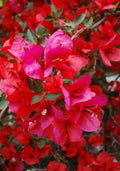 Well Rooted San Diego Red Bougainvillea – Starter Plug Seeds (USA Seller)(10 Seeds)