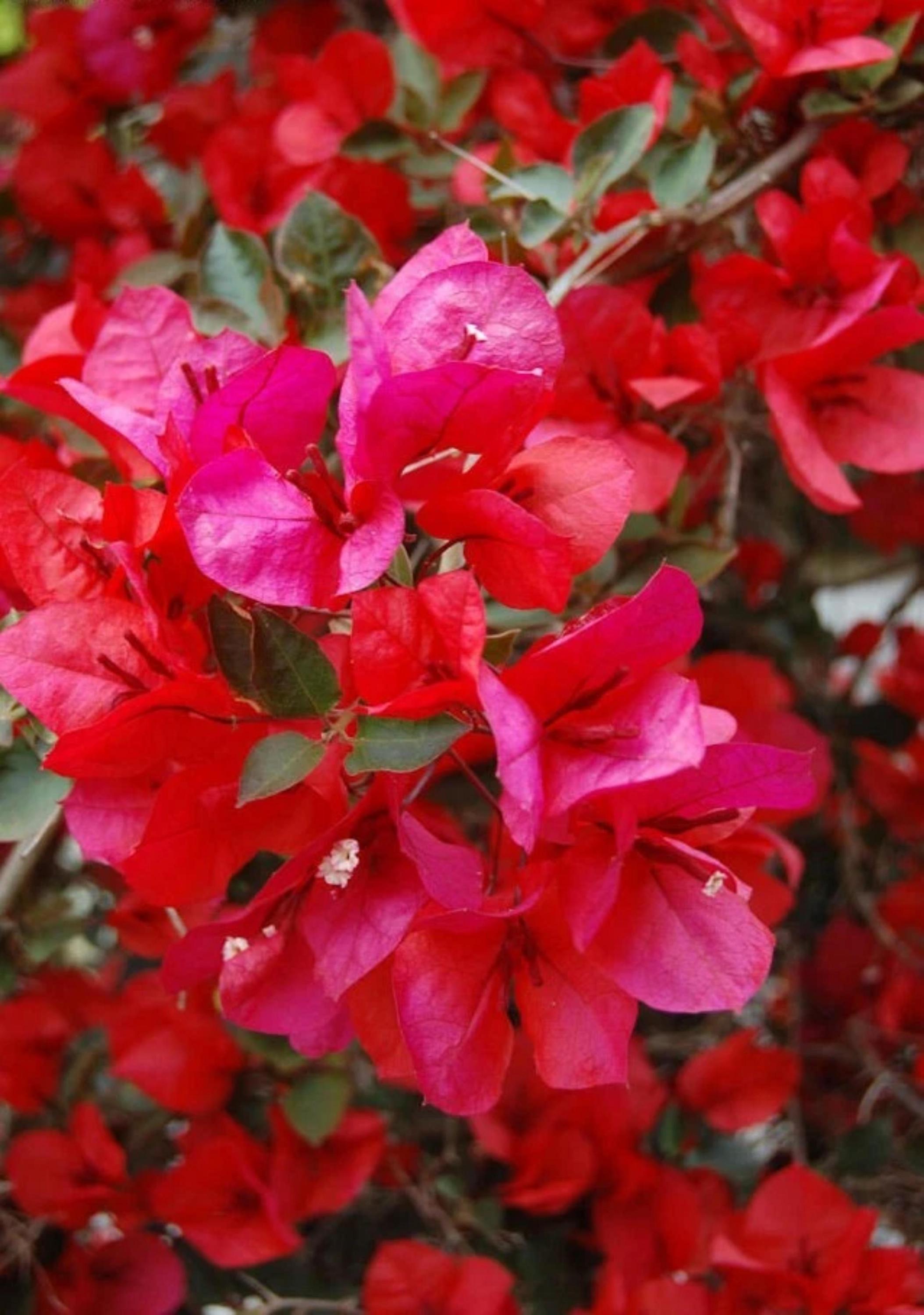 Well Rooted San Diego Red Bougainvillea – Starter Plug Seeds (USA Seller)(10 Seeds)