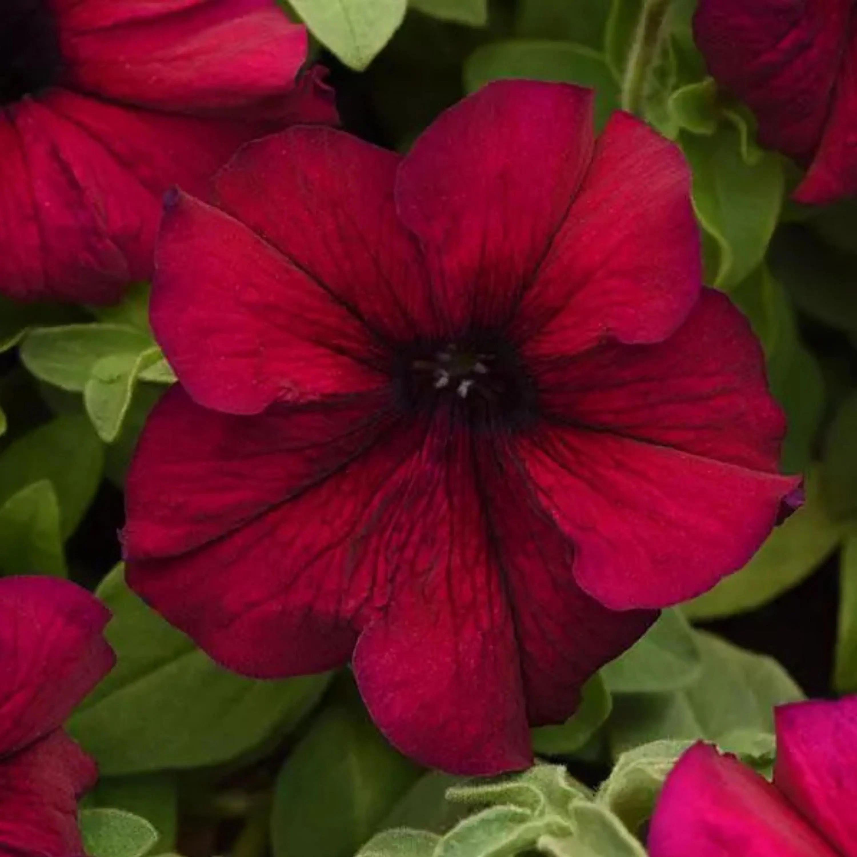 Petunia Seeds - Supercascade Series Burgundy (Pelleted) | Large Cascading Blooms, Deep Burgundy Grandiflora(20 Seeds)