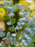 COLD HARDY -20F Glacier Eucalyptus Seeds -   4/20/40 seeds(4 Seeds)