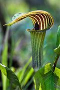 10/50/100 JACK In THE PULPIT Arisaema Triphyllum Shade Flower Seeds *Flat Shipping(10 Seeds)