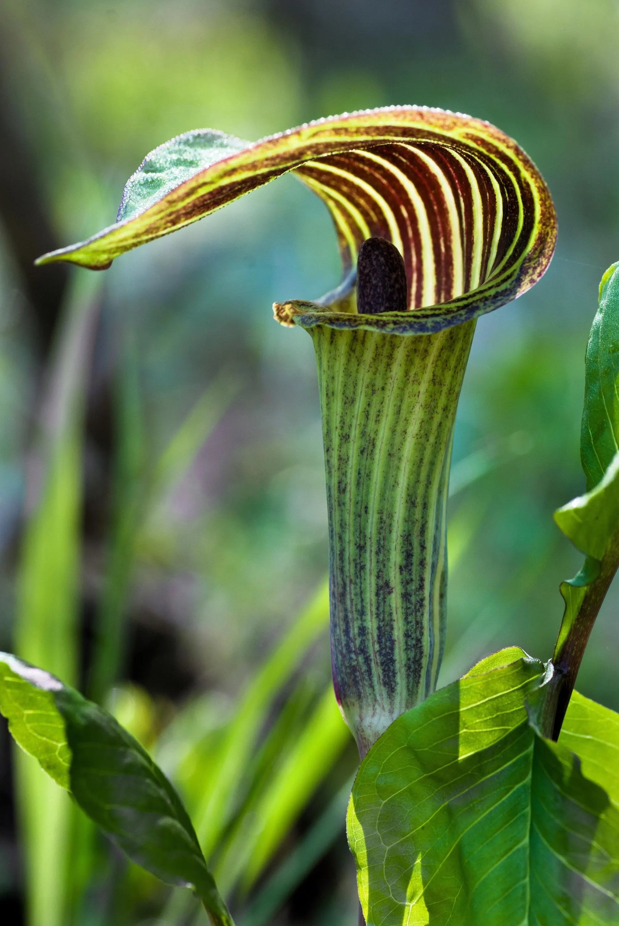 10/50/100 JACK In THE PULPIT Arisaema Triphyllum Shade Flower Seeds *Flat Shipping(10 Seeds)