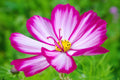 60/300/600 CANDY STRIPE COSMOS Bipinnatus Pink White Flower Seeds(60 Seeds)