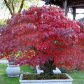Hybrid Trident Maple Seeds 4/20/40pcs/pack(4 Seeds)