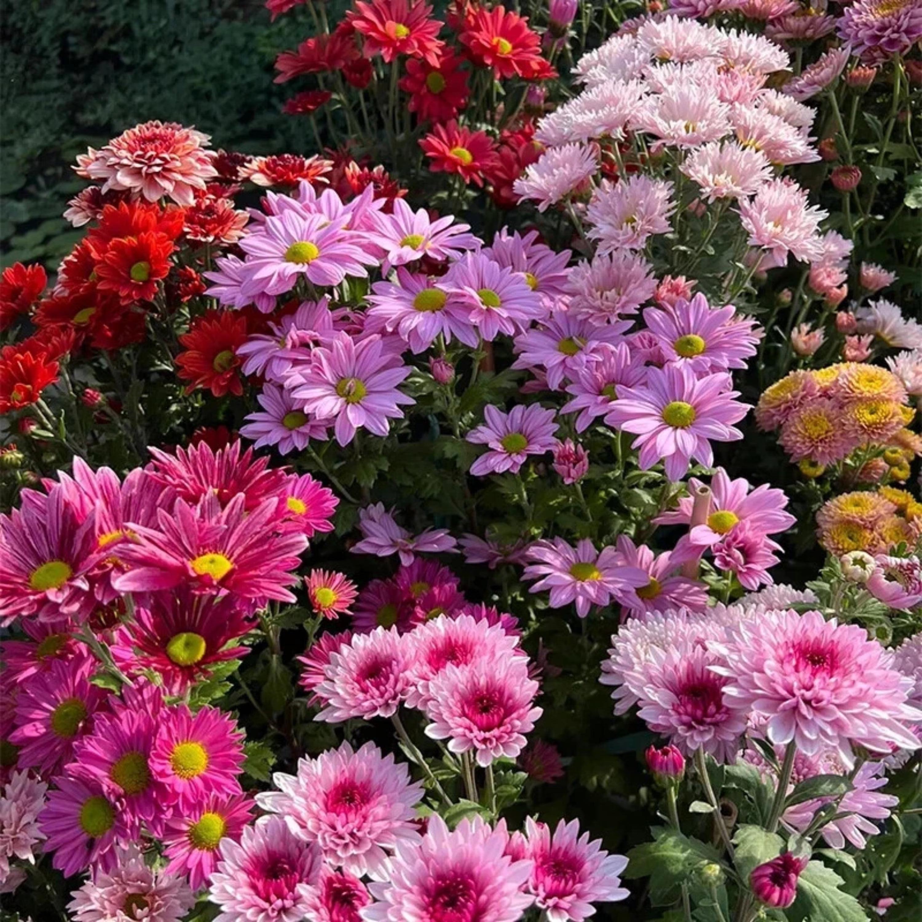 40/200/400 Mixed Chrysanthemum Seeds | Perennial Flower Mix | Colorful Blooms(40 Seeds)