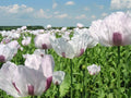 50/250/500 TASMANIAN Purple  White POPPY Papaver Somniferum Flower Seeds(50 Seeds)