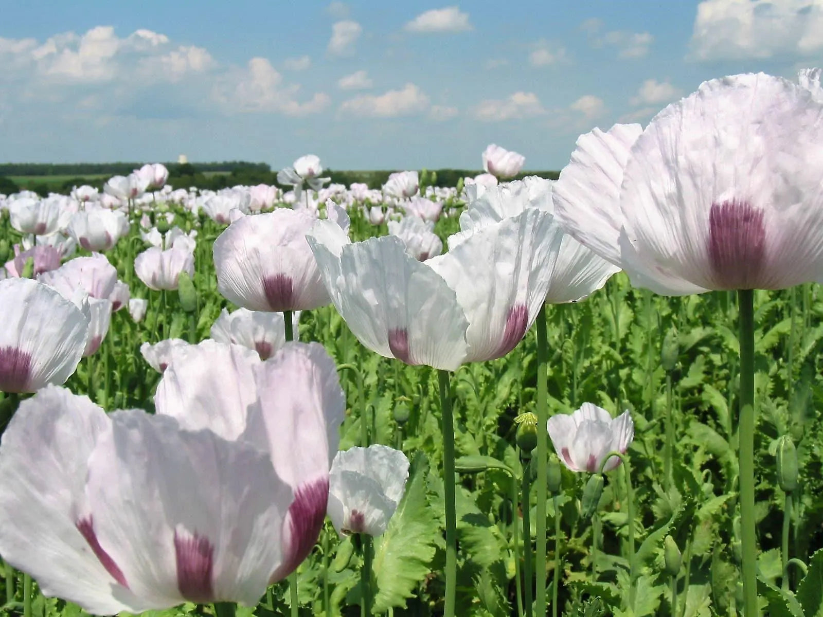 50/250/500 TASMANIAN Purple  White POPPY Papaver Somniferum Flower Seeds(50 Seeds)