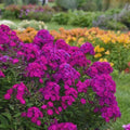 160+ Ultraviolet Phlox Seeds - Purple Violet Perennial Flowers, Non-GMO(160 Seeds)