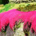400/2000/4000 Red Creeping Thyme Seeds: Fragrant Lawn Alternative(400 Seeds)