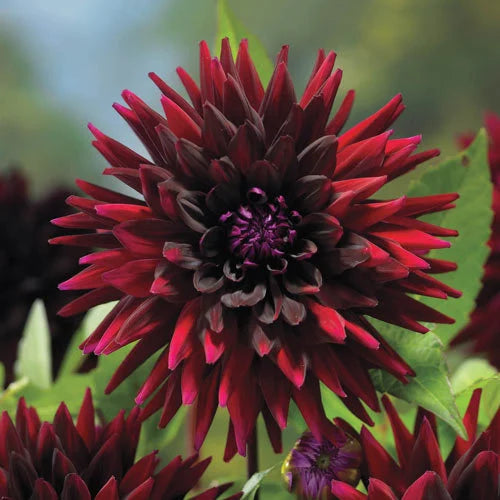 20/100/200 Seeds | Black Narcissus Dahlia Seeds - Pollinator Friendly- Open Pollinated - Heirloom - Flower Seeds - Mix Seeds to Plant(20 Seeds)