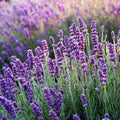 Lavender Seeds - Organic, Heirloom, Open Pollinated, Non GMO - Grow Indoors, Outdoors, In Pots, Grow Beds, Soil, Hydroponics, Aquaponics(20 Seeds)