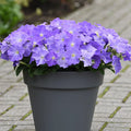 40/200/400 seeds, Blue Sky easy wave Petunia, annual(40 Seeds)