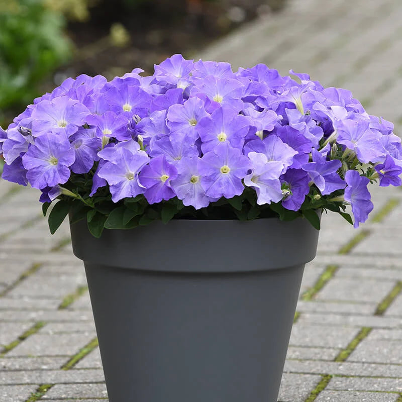 40/200/400 seeds, Blue Sky easy wave Petunia, annual(40 Seeds)