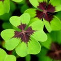 Iron Cross Shamrock Seeds – 20/100/200 Seeds | Lucky Oxalis | Fast Growing Indoor Plant(20 Seeds)