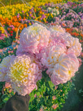 Kenroku White Pink for Endless Elegance  Luxury Cut Flowers, Pots ,Gardens, Chrysanthemum(40 Seeds)