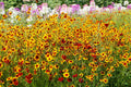 60/300/600 GOLDEN WAVE COREOPSIS (Goldenmane Tickseed) Coreopsis Basalis Flower Seeds(60 Seeds)