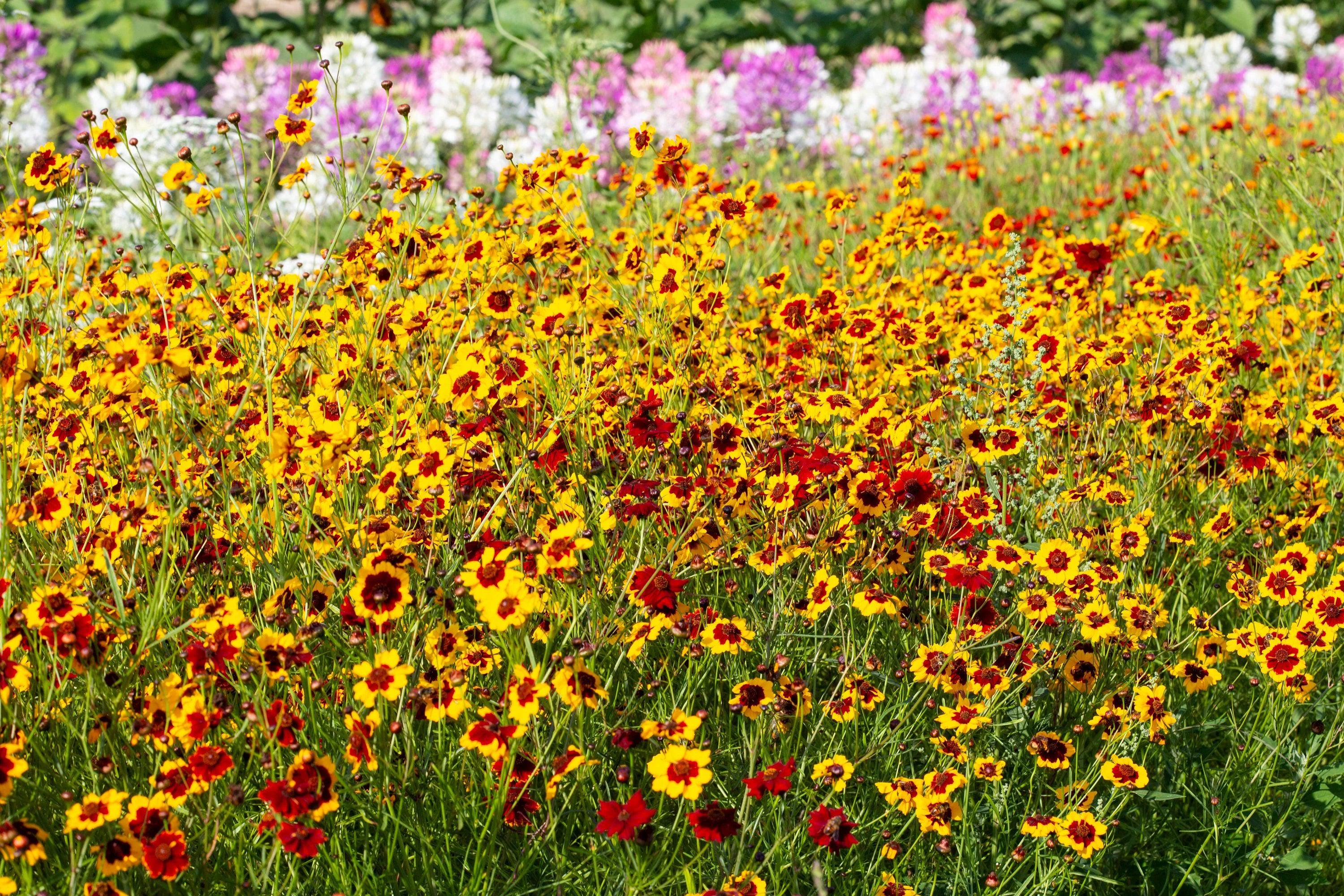 60/300/600 GOLDEN WAVE COREOPSIS (Goldenmane Tickseed) Coreopsis Basalis Flower Seeds(60 Seeds)