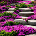 Royal Carpet Creeping Thyme Ornamental Groundcover (Thymus Serpyllum) Seeds - NEW FOR 2025!(20 Seeds)