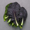 40/200/400 Seeds Red Mustard Seeds for Planting, Red Giant Mustard Seeds, Gai Choy Seeds(40 Seeds)