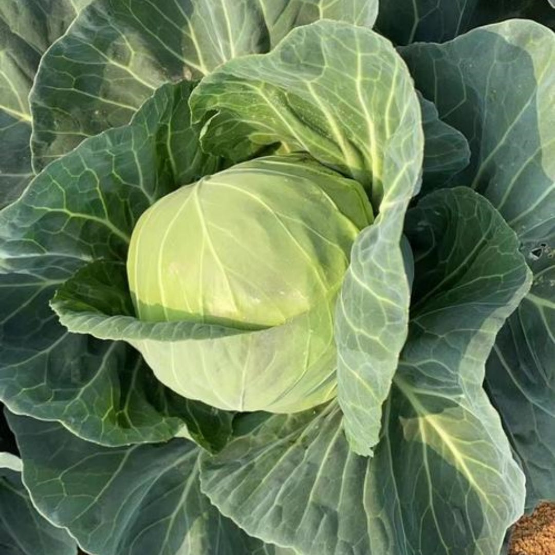 Brunswick Cabbage Seeds 50/250/500+ Danish Ballhead Vegetable NON-GMO USA(50 Seeds)