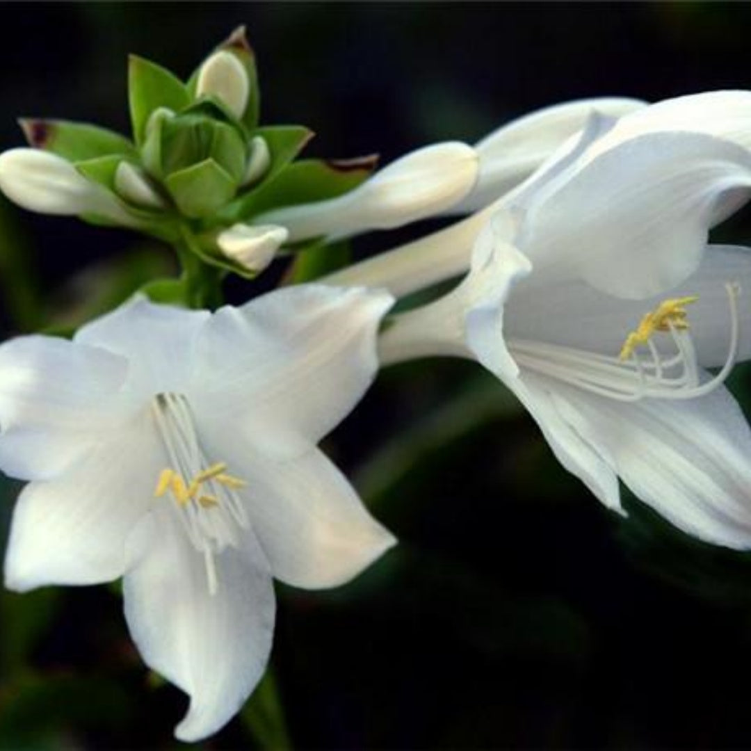 White Hosta Lily Seeds - 50/100/200/400 Count(50pcs)