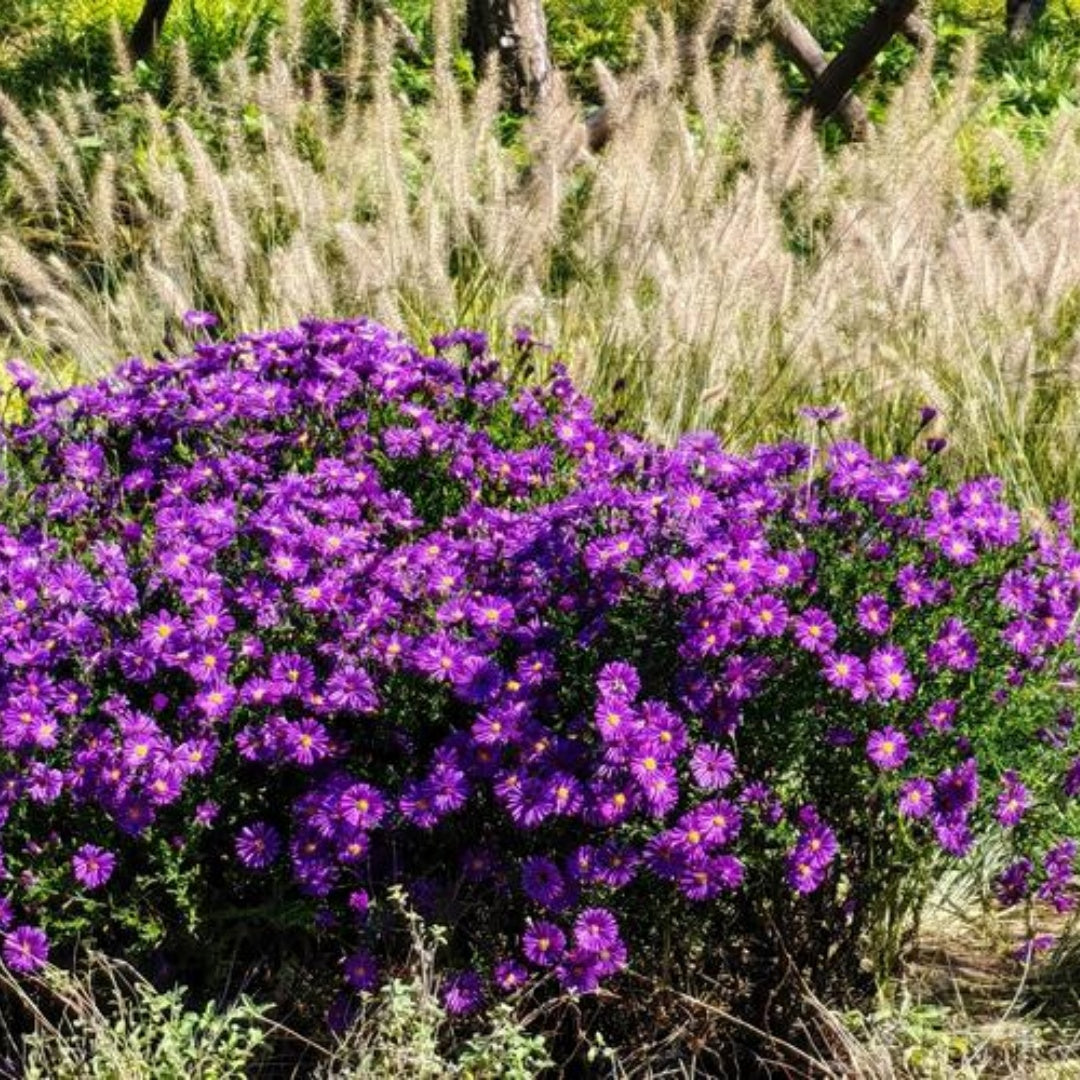 Hendersonii Purple Aubrieta Rock Cress Seeds - 50/250/500 Pcs Perennial Flower Seeds, Easy to Grow, Low Maintenance, Cascading  Low Growing, for Baskets, Rock Walls, or Ground Covers(50pcs)