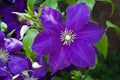 Clematis Jackmanii purple seed 10/50/100(10 Seeds)