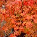 Omure Yama Japanese Maple Tree (Acer Palmatum;Omure Yama;) Seeds - NEW FOR 2025(2 Seeds)