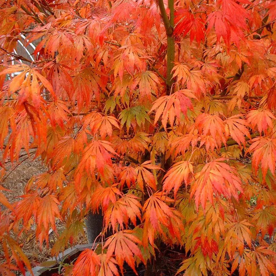 Omure Yama Japanese Maple Tree (Acer Palmatum;Omure Yama;) Seeds - NEW FOR 2025(2 Seeds)