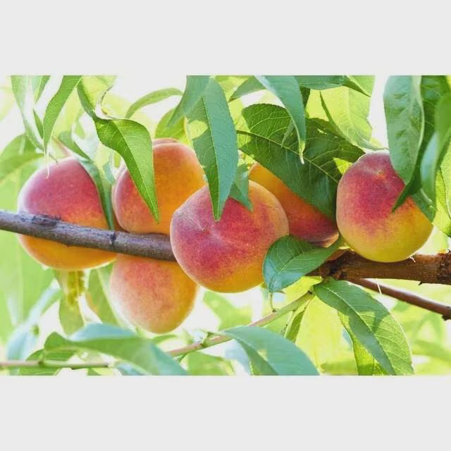 2/10/20 Peach Tree Seeds Dwarf Loring NEMAGUARD (Prunus persica) Fast Hardy Fruit(2 Seeds)