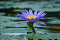 Blue Lotus Flower Bulbs Nymphaea Caerulea Egyptian Pesticide 2/10/20(2 Seeds)