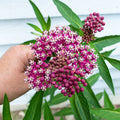 Swamp Milkweed Seeds (Asclepias incarnata)(4 Seeds)