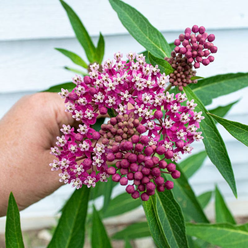 Swamp Milkweed Seeds (Asclepias incarnata)(4 Seeds)