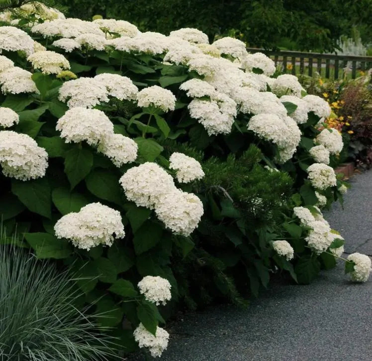 White Hydrangea Seeds - Beautiful Attractive Showy and Hardy Perennial Flowers(1 Seeds)