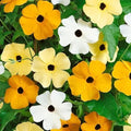 Black eyed Susan vine heirloom seed 200(200 Seeds)