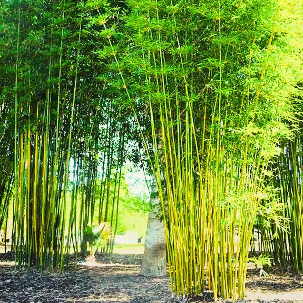 Bambusa Oldamii Bamboo Privacy Shade Clumping 6/30/60 Seeds(6 Seeds)