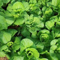 Premium Buttercrunch Leaf Lettuce - Fresh Organic Heirloom Seeds - Tender, delicious, and looks as good in the garden as in the salad bowl.(20 Seeds)