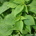 Green Shiso Seeds 2/10/20+ Perilla Herb Asian Mint Cuisine Annual USA(2 Seeds)