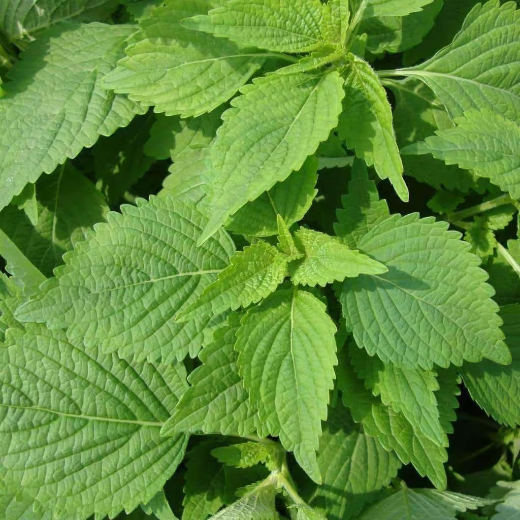 Green Shiso Seeds 2/10/20+ Perilla Herb Asian Mint Cuisine Annual USA(2 Seeds)