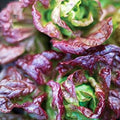 Lettuce Heirloom lettuce merveille de Quatre Saison seeds 50/250/500(50 Seeds)