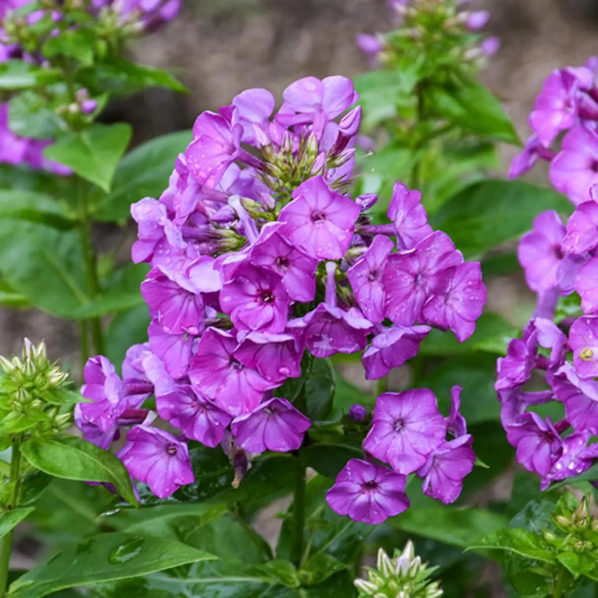 6/30/60 Purple Tall Phlox Seeds – Perennial Garden Flower – Fragrant Large Blooms – Pollinator Friendly(6 Seeds)