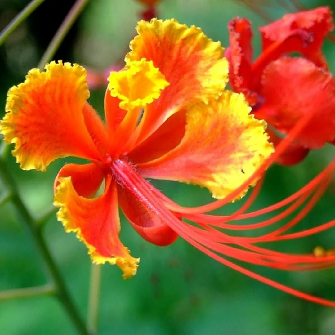 Peacock Flower Seeds 5/25/50pcs — Caesalpinia pulcherrima, Exotic Tropical Ornamental Shrub(5pcs)