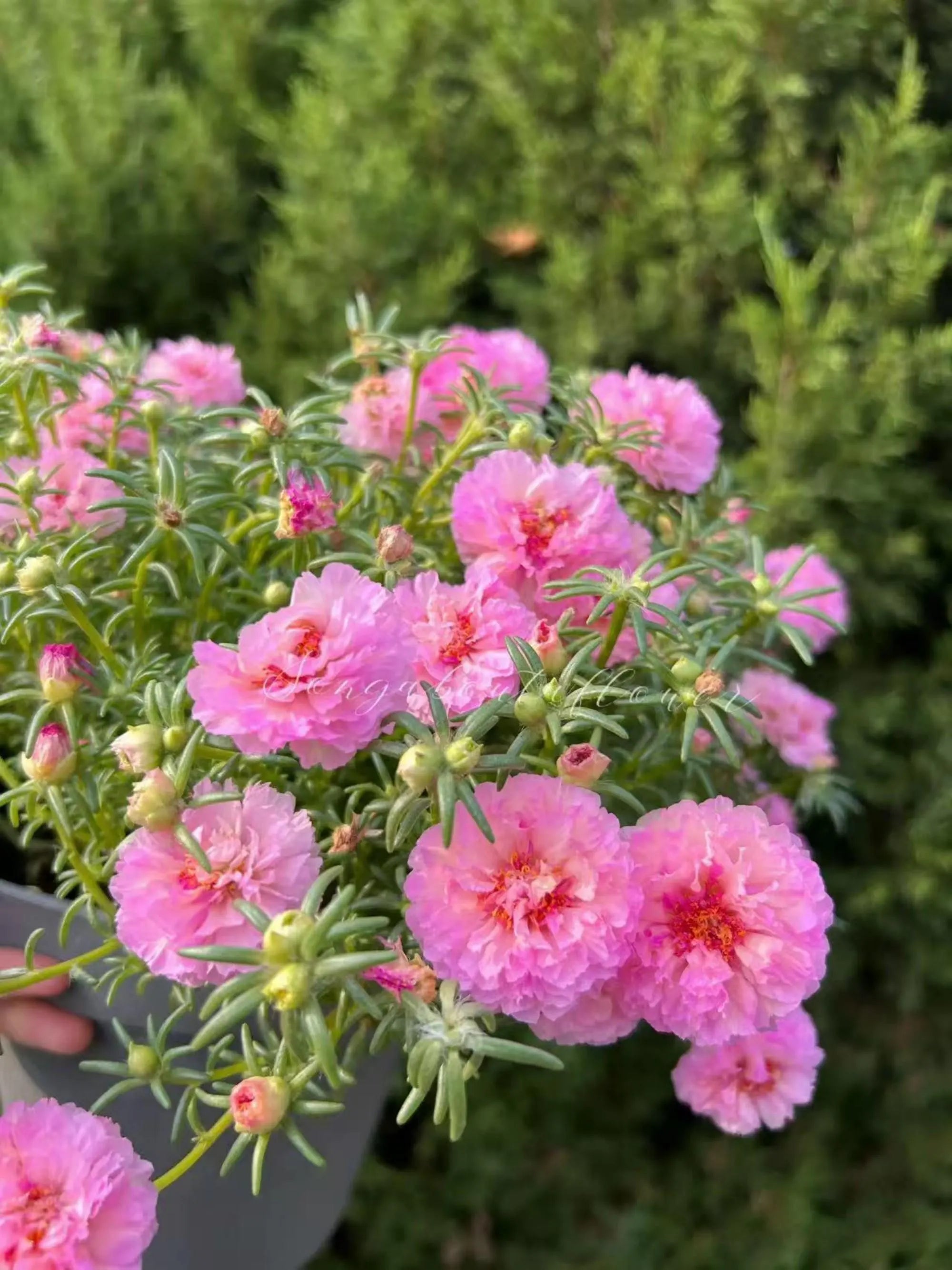 20/100/200 Seeds | Portulaca grandiflora - Moss Rose Seeds - Colorful Flowers - Low Maintenance - New - Potted Plants(20 Seeds)