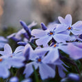 Emerald Blue Creeping Phlox Seeds-Cold Resistant -Drought Resistant-Evergreen-Fast Growing-Potted-Plant in early Spring/Fall(10 Seeds)