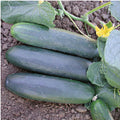 Marketmore 97 Cucumbers Seeds(220 Seeds)