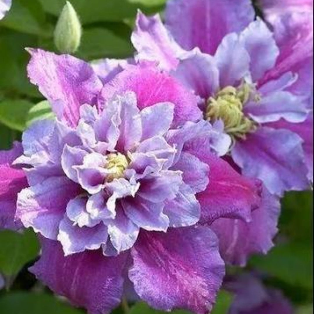 5/25/50 Double Pink White Clematis Seeds | Special Bicolor Flowering Vine, Perennial Climber, Romantic Blooms for Trellises, Arbors, and Fences(5 Seeds)