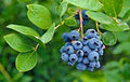 150/300/600pcs Blueberry Seeds (Vaccinium Angustifolium) – Sweet Dwarf Lowbush Blueberry Plant Seeds,  Fruit Seeds Non GMO Organic – Top Hat Berry Fresh Fruit Seeds for Outdoor  Indoor Gardens(150pcs)