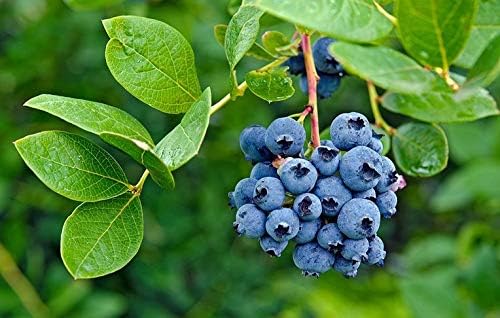 150/300/600pcs Blueberry Seeds (Vaccinium Angustifolium) – Sweet Dwarf Lowbush Blueberry Plant Seeds,  Fruit Seeds Non GMO Organic – Top Hat Berry Fresh Fruit Seeds for Outdoor  Indoor Gardens(150pcs)